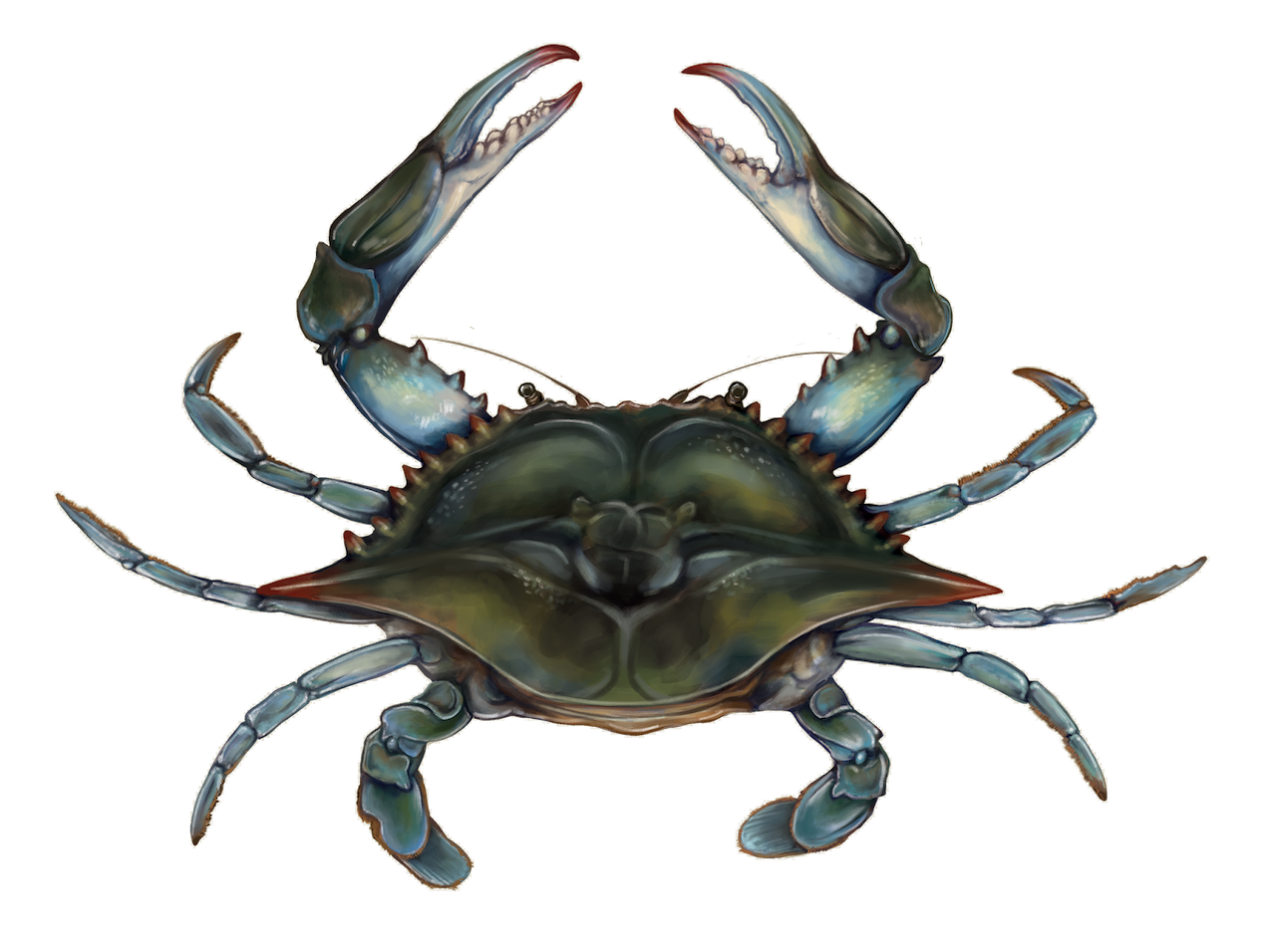 Blue Crab