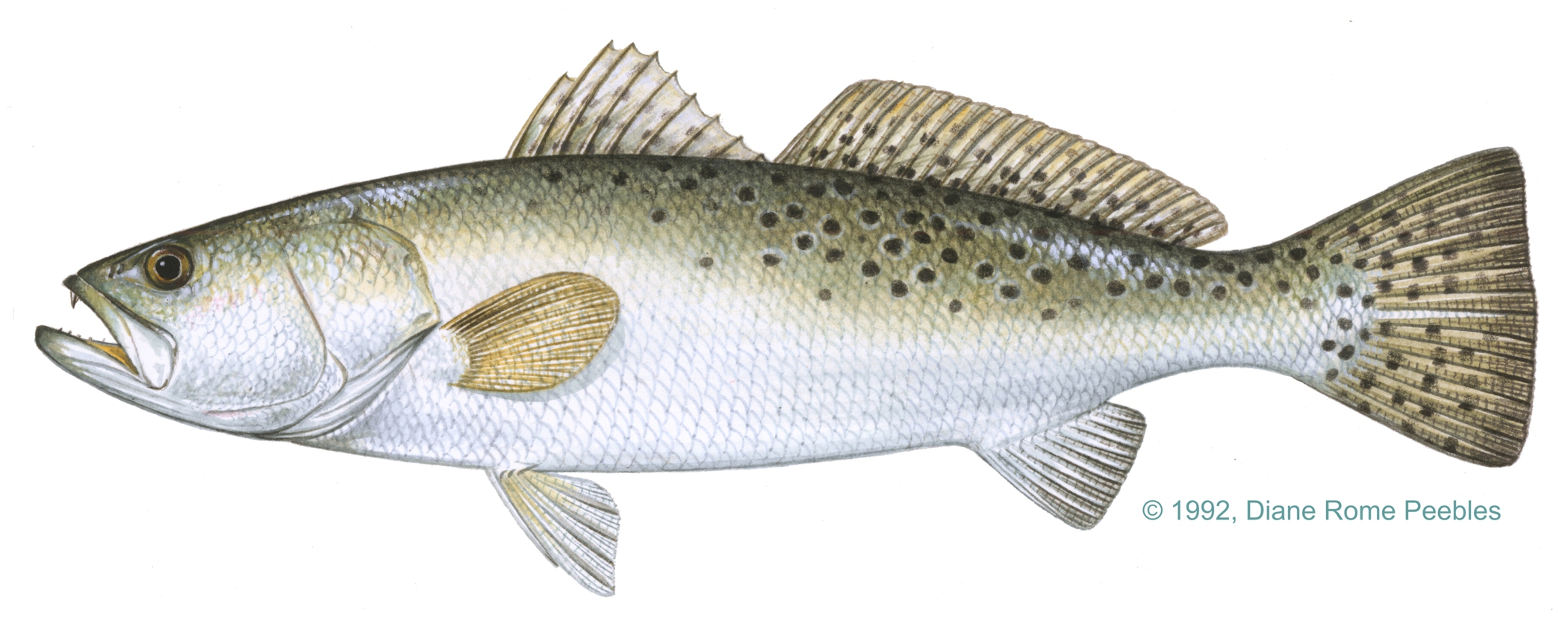 Spotted Seatrout (Trout)